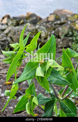 Caper spurge or Paper spurge (Euphorbia lathyris) flowering Stock Photo