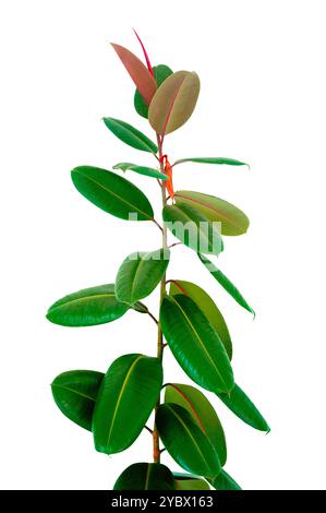 Decora Tree, Indian Rubber Tree, Rubber Plant isolated on white background, Indoor plant ficus in a pot isolated on white background. Flower for decor Stock Photo