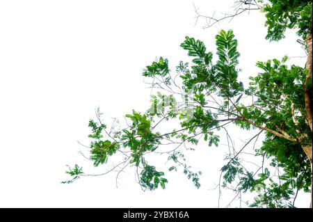 green tree branch isolated. New green leaves on a linden branch. Young fresh foliage of linden tree. Set of isolated object on a white background. Spr Stock Photo