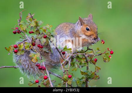 Grey Squirrel - Sciurus carolinensis - Eating Berries Stock Photo