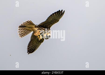 Eurasian Hobby - Falco subbuteo, Eating Dragonfly in Flight Stock Photo