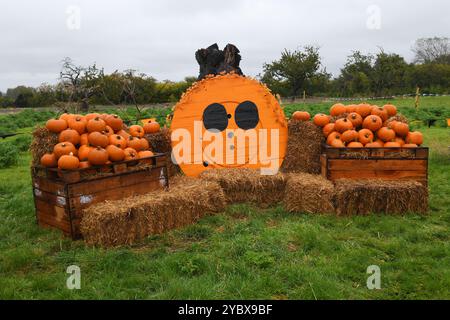 Halloween pumpkins display Stock Photo