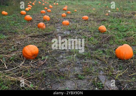 Pumpkin patch Stock Photo