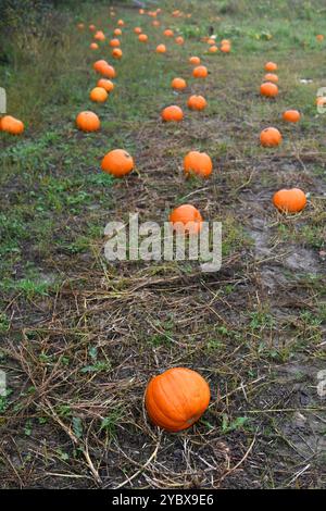 Pumpkin patch Stock Photo