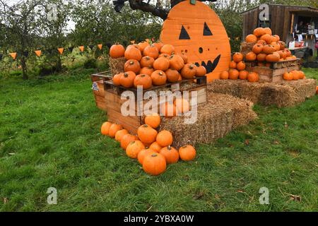Halloween pumpkins display Stock Photo