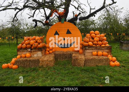 Halloween pumpkins display Stock Photo