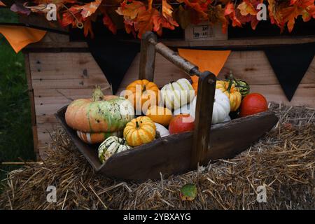 Pumpkin display Stock Photo