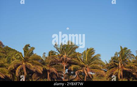 Palm tree tops against the sky with the moon. Stock Photo