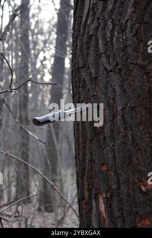 Old knife in the tree trunk in deep forest front view Stock Photo