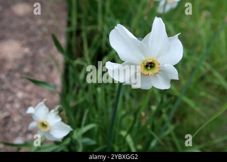 Blooming flowers of daffodils in spring time photography. Blossom garden narcissus with white and yellow petals on a spring day close-up photo. Stock Photo