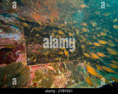 A school of Anthias at a shipwreck in Puerto Galera, Philippines. Waters swarm with living creatures. Stock Photo