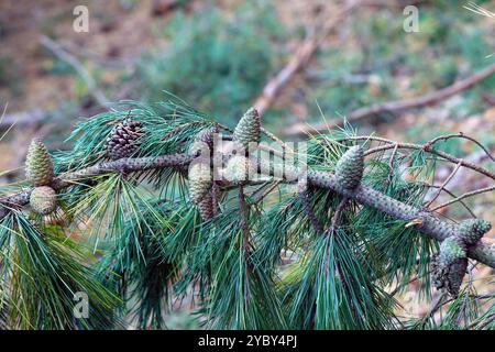 Closed cones on a pine tree branch. Stock Photo