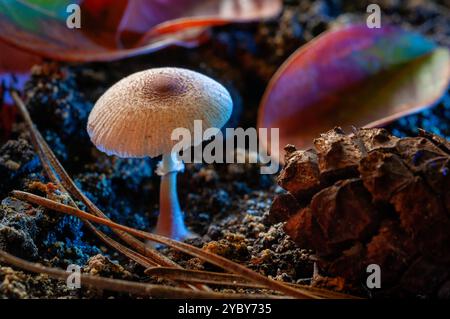 Close-up of a small mushroom growing in a forest floor, surrounded by leaves and soil. Stock Photo