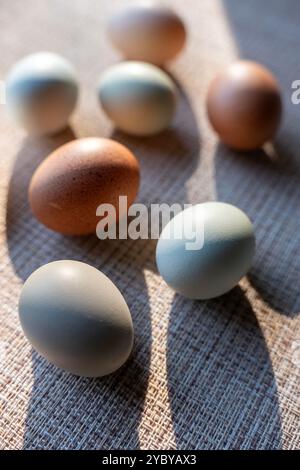 Colorful fresh chicken eggs in various shades of earth tones. Brown, green, blue, tan, white. Shallow depth of field with strong shadows. Moody light. Stock Photo