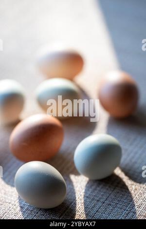 Colorful fresh chicken eggs in various shades of earth tones. Brown, green, blue, tan, white. Shallow depth of field with strong shadows. Moody light. Stock Photo