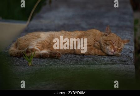 closeup of a pretty orange cat resting on a stone wall, he is enjoying a deep sleep, horizontal photo Stock Photo