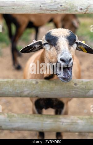 A close-up of a goat with a joyful expression, standing behind a wooden fence. The goat has a light brown coat with black markings on its face and is Stock Photo