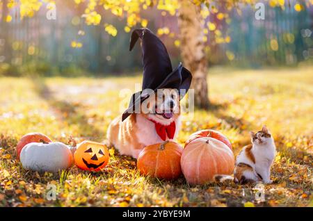 cute corgi dog in halloween costume and party hat and kitten sitting in autumn garden surrounded by orange pumpkins vegetables Stock Photo