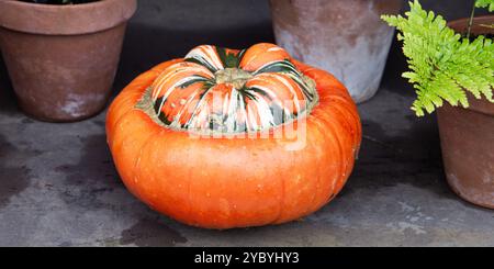 A vibrant orange and green turban squash placed on a dark surface surrounded by rustic clay pots and a green fern Stock Photo