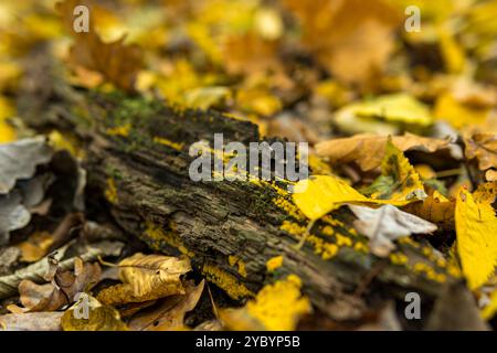 Detail of Bisporella citrina commonly known as yellow fairy cups during autumn season Stock Photo