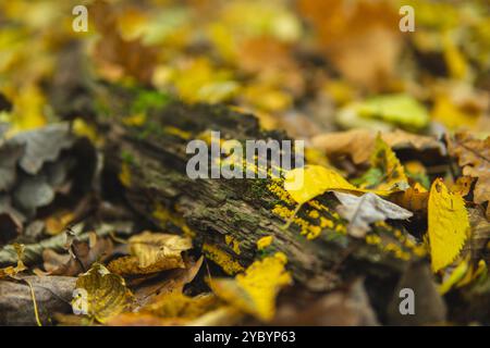 Detail of Bisporella citrina commonly known as yellow fairy cups during autumn season Stock Photo