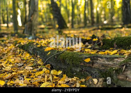 Old fallen trees lying on the ground covered with yellow leaves on the beginning of autumn Stock Photo