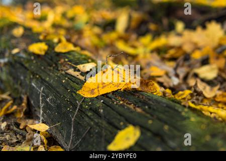 Old fallen trees lying on the ground covered with yellow leaves on the beginning of autumn Stock Photo