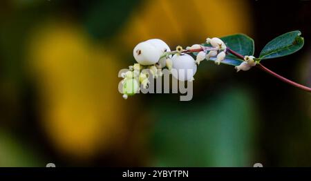 White large berries Symphoricarpos on branches with leaves Stock Photo