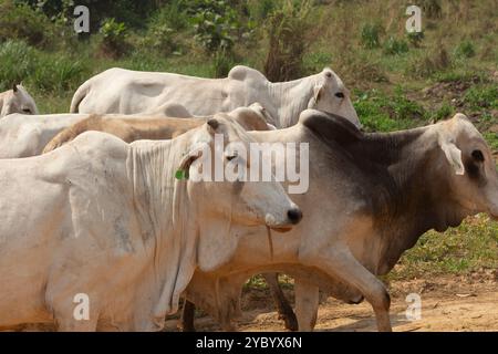 small herd of cattle walking past the camera in a forest farm Stock Photo