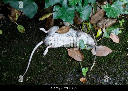 A dead rat, lying on its back among foliage in a London park, UK Stock Photo