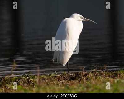 Little egret posing in the sunshine [Egretta Garzetta] at Slimbridge WWT in Gloucestershire ,UK Stock Photo