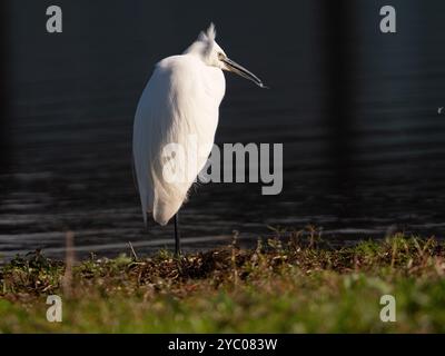 Little egret posing in the sunshine [Egretta Garzetta] at Slimbridge WWT in Gloucestershire ,UK Stock Photo