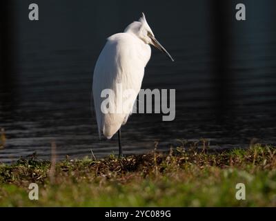 Little egret posing in the sunshine [Egretta Garzetta] at Slimbridge WWT in Gloucestershire ,UK Stock Photo