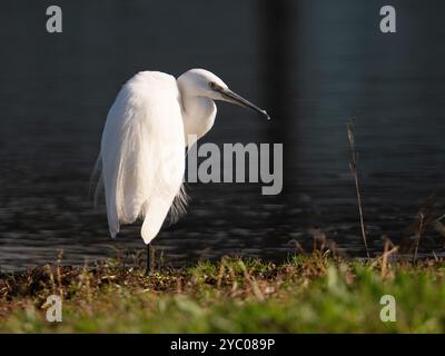 Little egret posing in the sunshine [Egretta Garzetta] at Slimbridge WWT in Gloucestershire ,UK Stock Photo