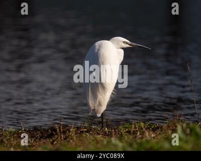 Little egret posing in the sunshine [Egretta Garzetta] at Slimbridge WWT in Gloucestershire ,UK Stock Photo