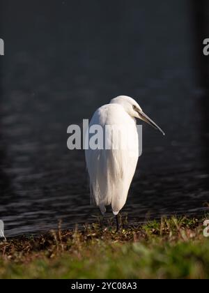 Little egret posing in the sunshine [Egretta Garzetta] at Slimbridge WWT in Gloucestershire ,UK Stock Photo