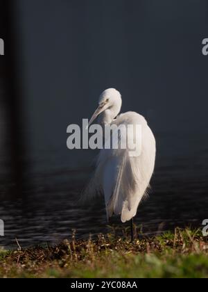 Little egret posing in the sunshine [Egretta Garzetta] at Slimbridge WWT in Gloucestershire ,UK Stock Photo