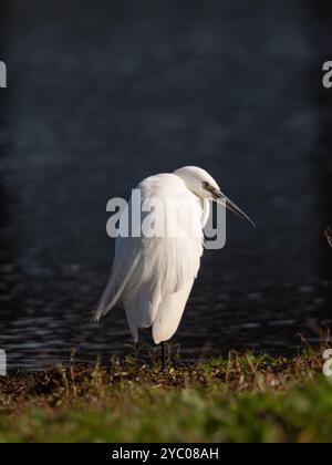 Little egret posing in the sunshine [Egretta Garzetta] at Slimbridge WWT in Gloucestershire ,UK Stock Photo