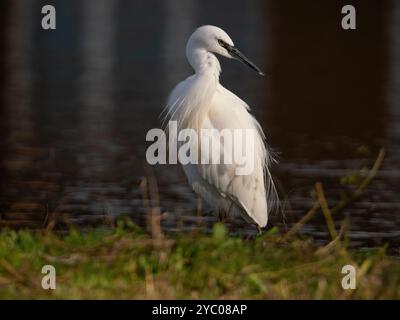 Little egret posing in the sunshine [Egretta Garzetta] at Slimbridge WWT in Gloucestershire ,UK Stock Photo