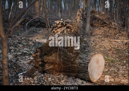 A Tranquil Forest Scene with a Recently Cut Tree Stump Surrounded by Leaves and Fallen Branches. Stock Photo
