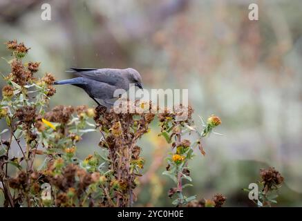 A female brewers blackbird ' Euphagus cyanocephalus ' feed on seeds of a thistle plant. Stock Photo