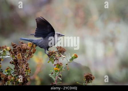 A female brewers blackbird ' Euphagus cyanocephalus ' feed on seeds of a thistle plant. Stock Photo