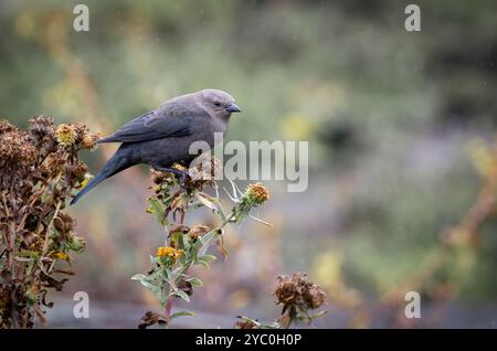 A female brewers blackbird ' Euphagus cyanocephalus ' feed on seeds of a thistle plant. Stock Photo