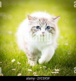 Ragdoll kitten Bicolor Lynx Stock Photo
