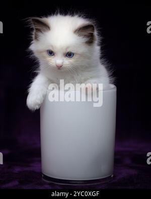Ragdoll kitten Blue Bicolor Stock Photo