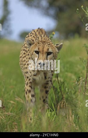 Cheetah (Acinonyx jubatus), meadow, captive Stock Photo