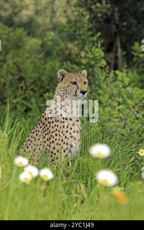 Cheetah (Acinonyx jubatus), meadow, captive Stock Photo