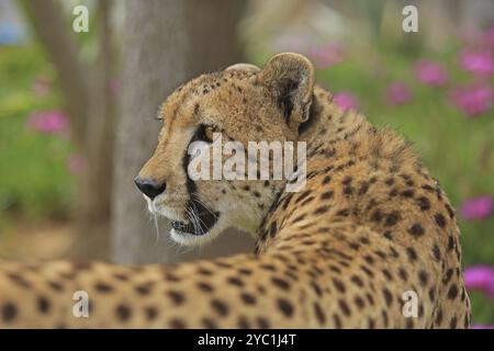 Cheetah (Acinonyx jubatus), meadow, captive Stock Photo