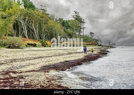 Walkers on the Baltic Sea beach, Baltic Sea coast on a stormy day with dark clouds near Graal-Mueritz, Fischland-Darss-Zingst peninsula, Baltic Sea, M Stock Photo
