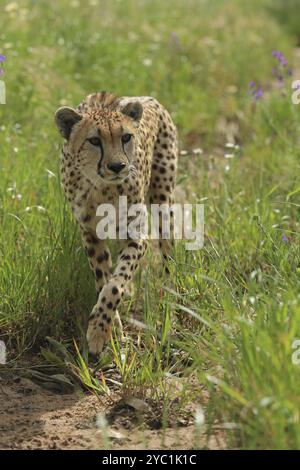 Cheetah (Acinonyx jubatus), meadow, captive Stock Photo